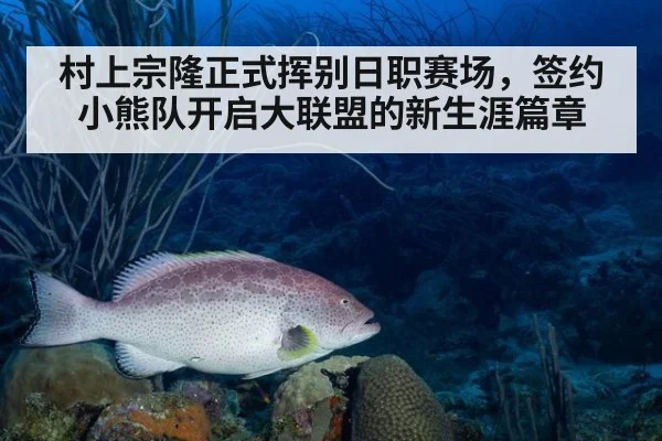 村上宗隆正式挥别日职赛场，签约小熊队开启大联盟的新生涯篇章